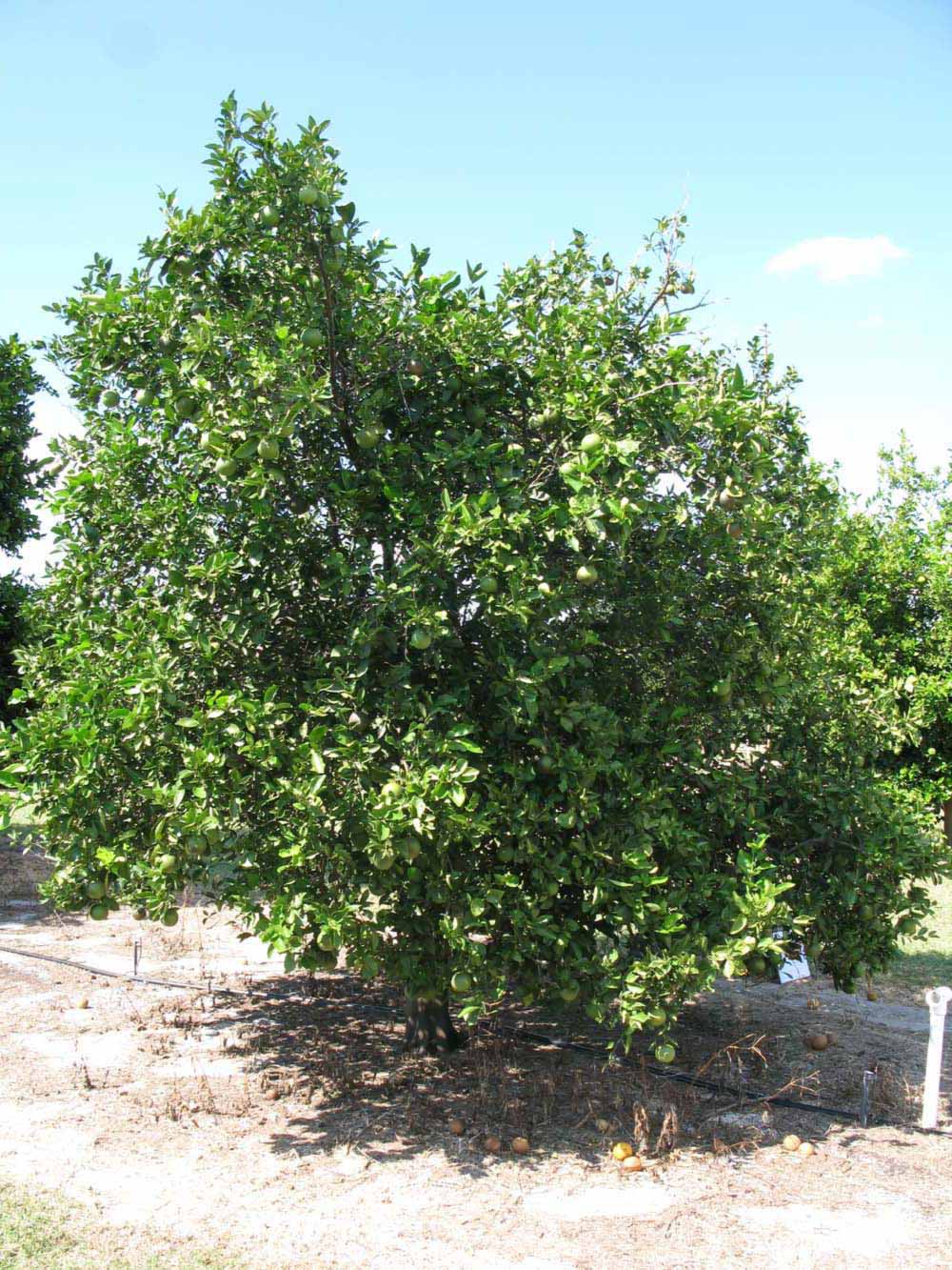            Habit (Winter Haven, FL)   